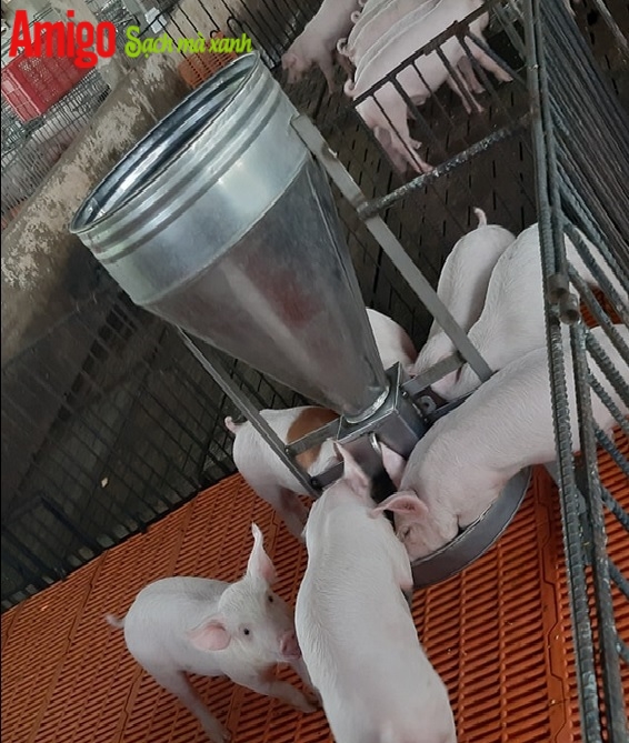 Đây là cách vệ sinh dụng cụ chăn nuôi  và thiết bị chăn nuôi nhanh nhất để phòng dịch tả lợn Châu Phi